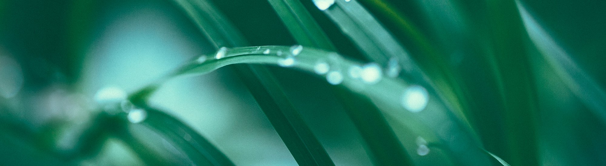 Barrow Hanley Global Equity Trust