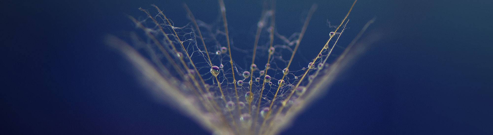 Perpetual Concentrated Equity Fund - Class S