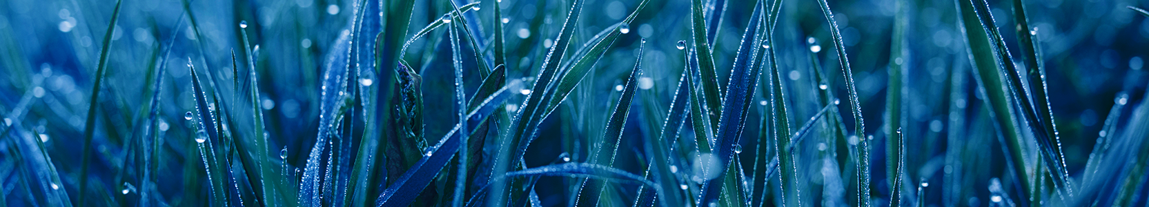 Global Equities Investment Strategy