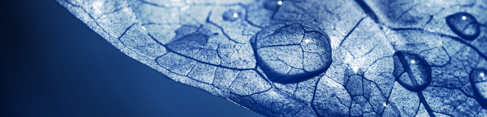 Asset Management Team